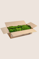 Flat Moss Bulk - Fire Retardant - Pack 5.5 Lb.