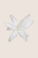 Tuberose - Box 12 heads