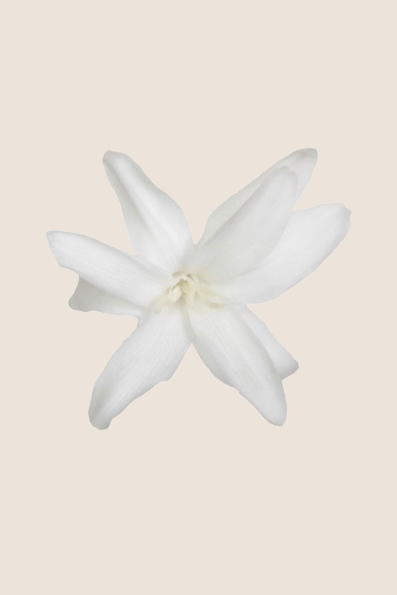 Tuberose - Box 12 heads