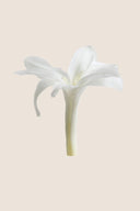 Tuberose - Box 12 heads