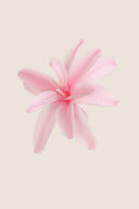 Tuberose - Box 12 heads