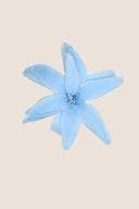 Tuberose - Box 12 heads