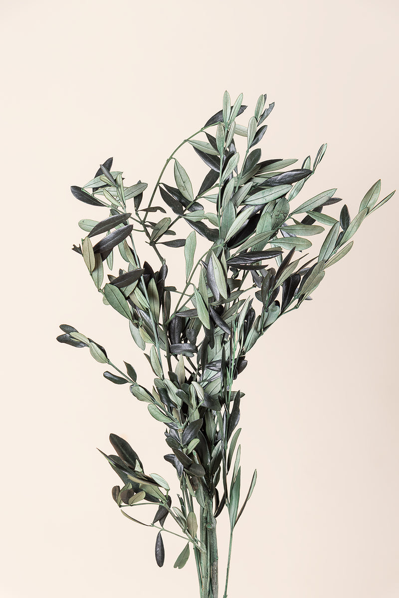 Olive Branch