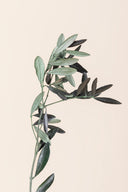 Olive Branch Bulk - Pack 5.5 Lb.