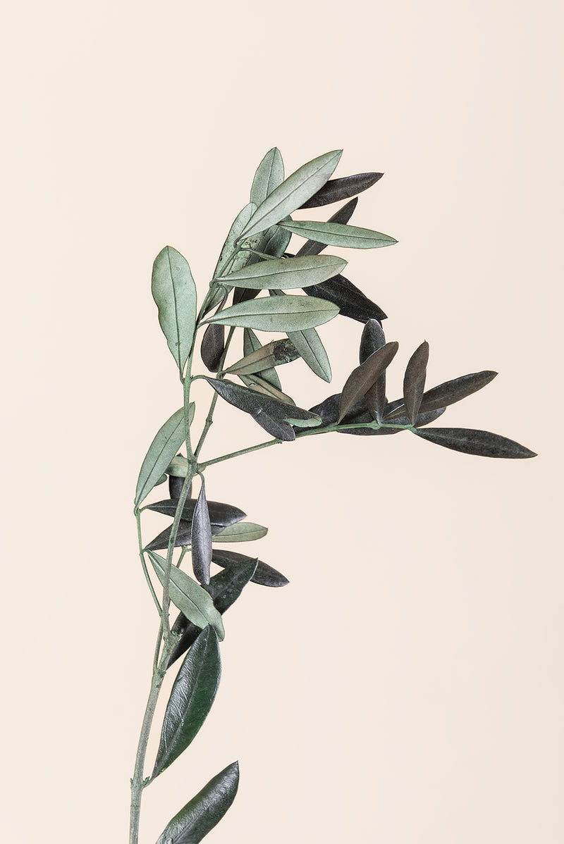 Olive Branch Bulk - Pack 5.5 Lb.