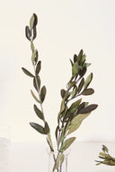 Olive Branch