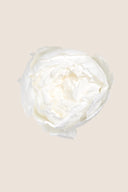 Peony - Box 3 heads