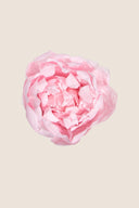 Peony - Box 3 heads