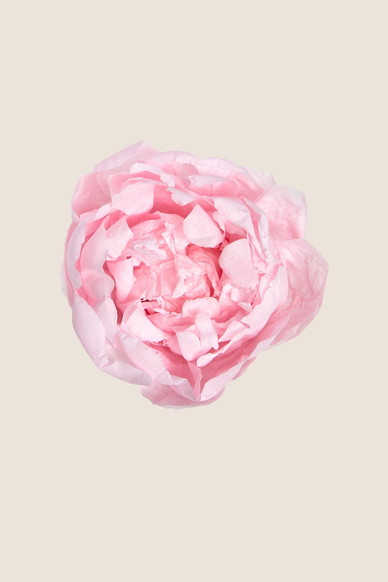 Peony - Box 3 heads