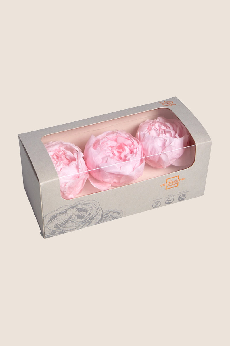 Peony - Box 3 heads