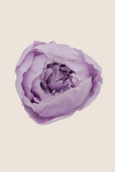 Peony - Box 3 heads
