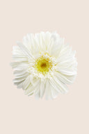 Gerbera Standard Stem - Box 4 u.