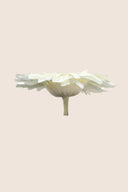 Gerbera Standard Stem - Box 4 u.