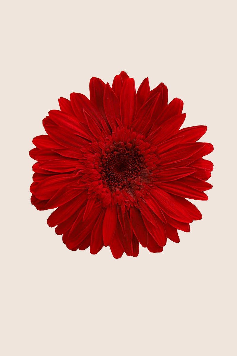 Gerbera Standard Stem - Box of 4