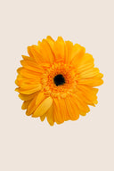 Gerbera Standard Stem - Box 4 u.