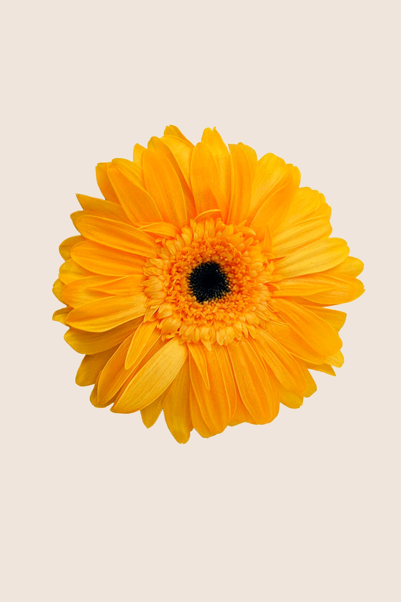 Gerbera Standard Stem - Box 4 u.