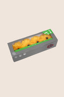 Gerbera Standard Stem - Box 4 u.