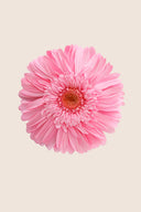 Gerbera Standard Stem - Box 4 u.