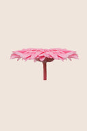 Gerbera Standard Stem - Box 4 u.