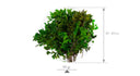 Pitosporum