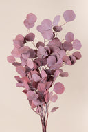 Populus