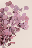 Populus