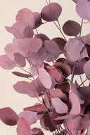 Populus