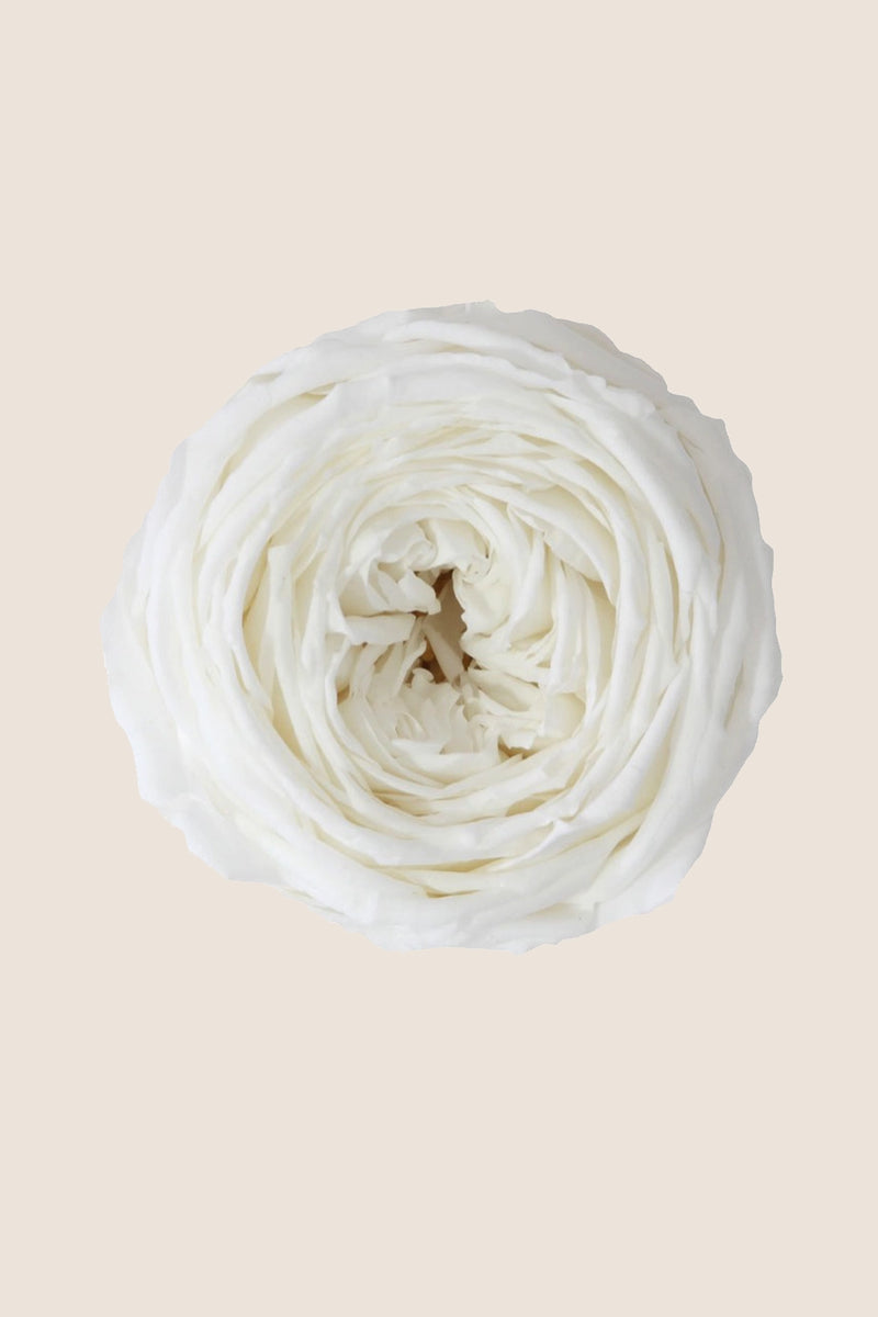 Amorosa Garden rose Bulk Stem rose