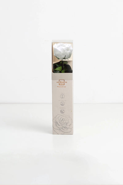 Amorosa Garden Rose Gift Box Stem Rose - Pack 25 u.