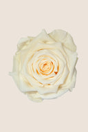 Amorosa Premium Gift Box Stem Rose - Pack 12 u.