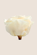 Amorosa Premium Gift Box Stem Rose - Pack 12 u.