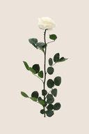 Amorosa Premium Gift Box Stem Rose - Pack 12 u.
