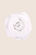 Amorosa Mini Bulk Stem Rose - Pack 25 u.