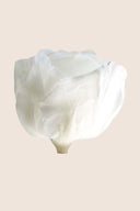 Amorosa Mini Bulk Stem Rose - Pack 25 u.