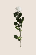 Amorosa Standard Gift Box Stem Rose - Pack 20 u.