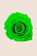 Amorosa Standard Gift Box Stem Rose - Pack 20 u.