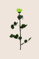 Amorosa Standard Gift Box Stem Rose - Pack 20 u.
