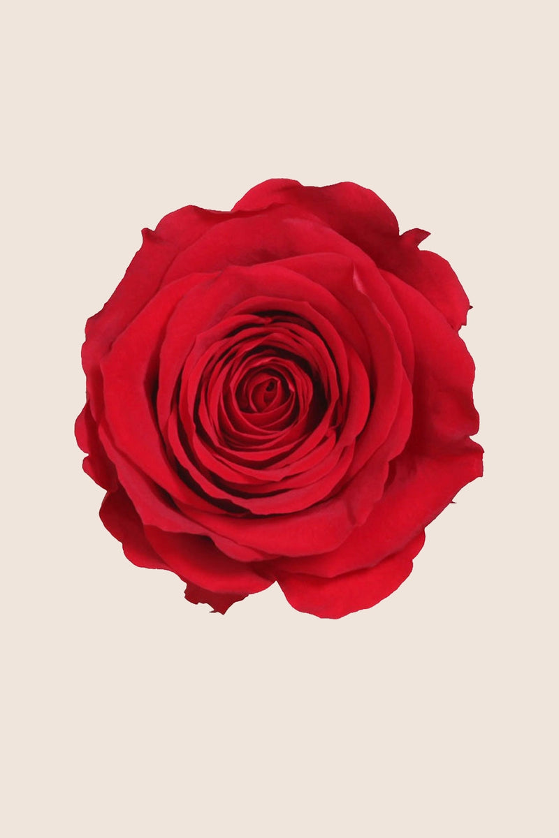 Rose Princess - Box of 16 Heads