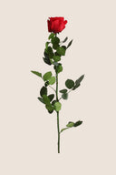 Amorosa Standard Gift Box Stem Rose - Pack 20 u.