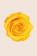 Amorosa Standard Gift Box Stem Rose - Pack 20 u.