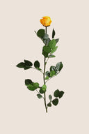 Amorosa Standard Gift Box Stem Rose - Pack 20 u.