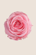 Amorosa Mini Bulk Stem Rose - Pack 25 u.