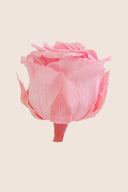 Amorosa Mini Bulk Stem Rose - Pack 25 u.