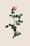 Amorosa Standard Gift Box Stem Rose - Pack 20 u.