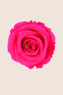 Amorosa Standard Gift Box Stem Rose - Pack 20 u.