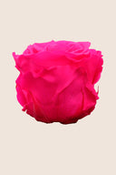 Amorosa Standard Gift Box Stem Rose - Pack 20 u.