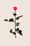 Amorosa Standard Gift Box Stem Rose - Pack 20 u.