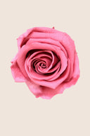 Rose Mini Bulk - Pack 288 u.