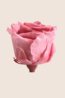 Rose Mini Bulk - Pack 288 u.