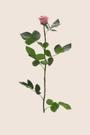 Amorosa Standard Gift Box Stem Rose - Pack 20 u.